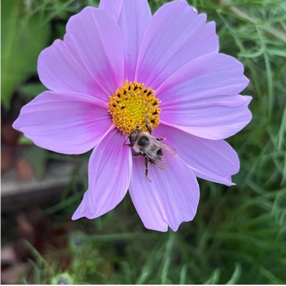 Meet your Posher, Ana